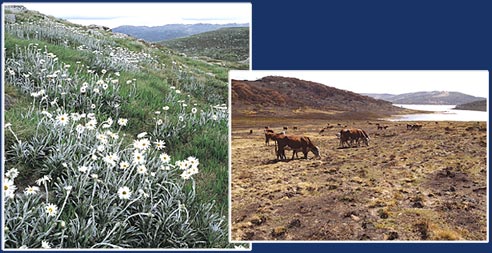 Alpine National Park, or a cow paddock?